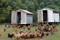 free range chickens west virginia